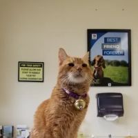 Citrus Heights Pet Hospital: Warsc Averi DVM ico