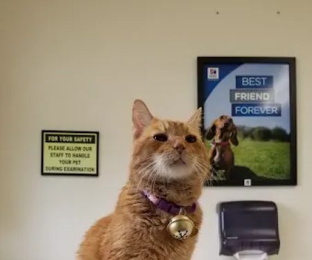 Citrus Heights Pet Hospital: Warsc Averi DVM