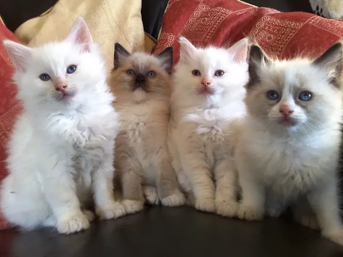 Royalty feline cattery Picture 3