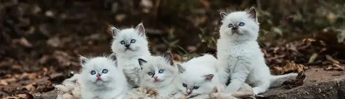 Royalty feline cattery Picture 1