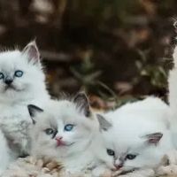 Royalty feline cattery ico