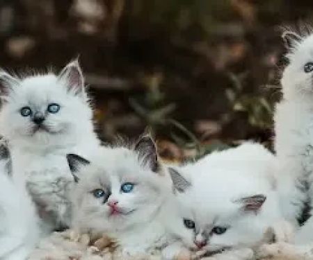 Royalty feline cattery