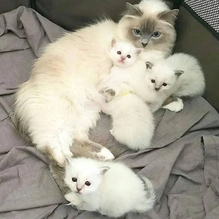 Royalty feline cattery Picture 2