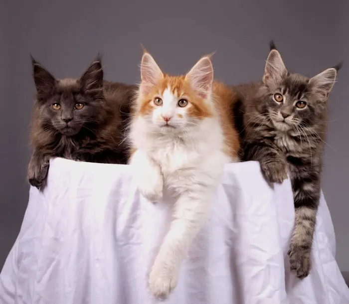 Royalty feline cattery Picture 5