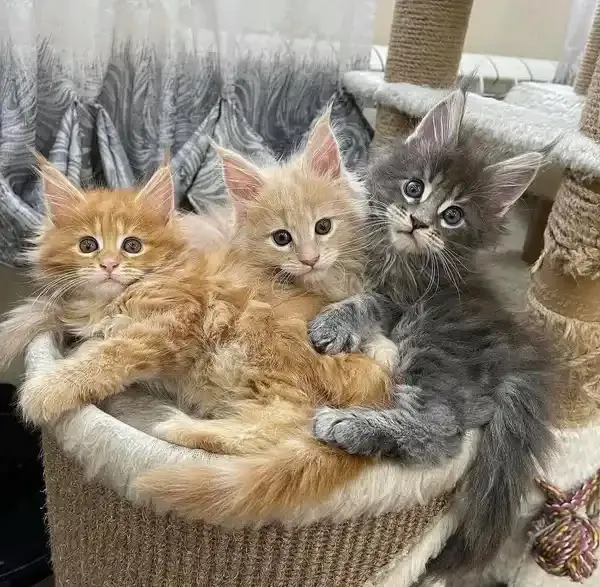 Royalty feline cattery Picture 4