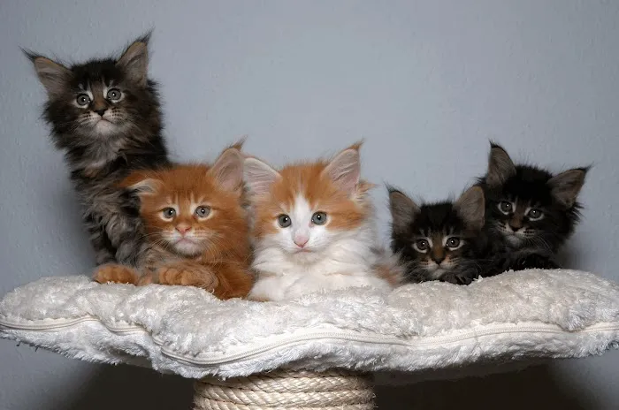 Royalty feline cattery Picture 6