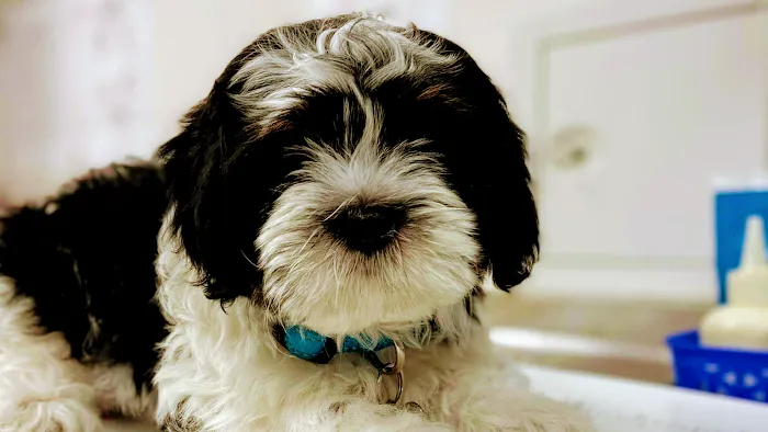 Rancho Pet Hospital Picture 4