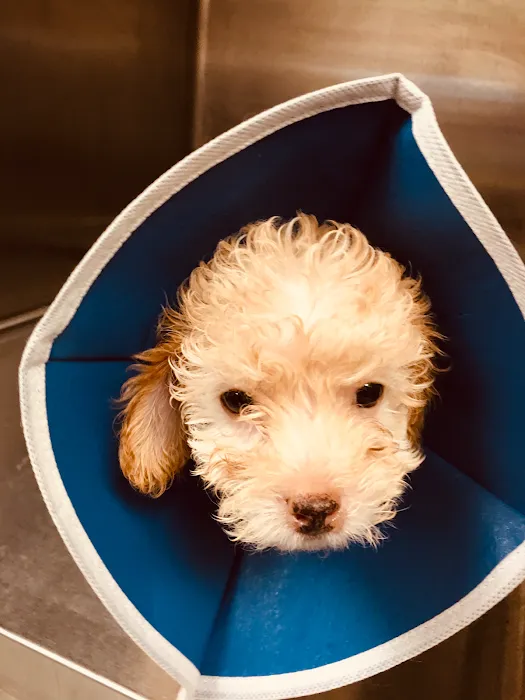 Rancho Pet Hospital Picture 10