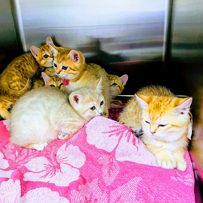 Rancho Pet Hospital Picture 9