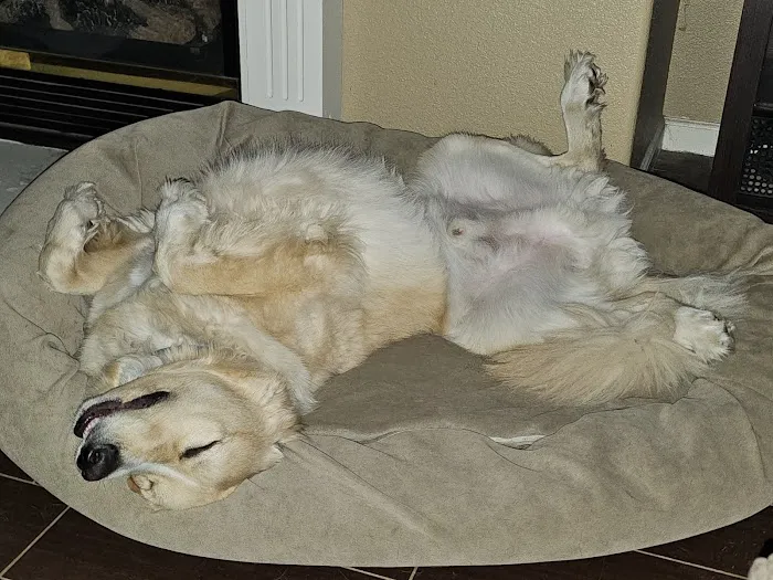 Banfield Pet Hospital Picture 8
