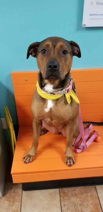 Banfield Pet Hospital Picture 2