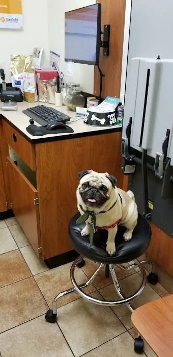 Banfield Pet Hospital Picture 5