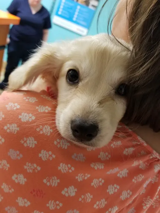 Banfield Pet Hospital Picture 6