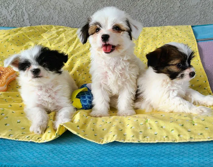 Bruceville Pet Hospital Picture 6