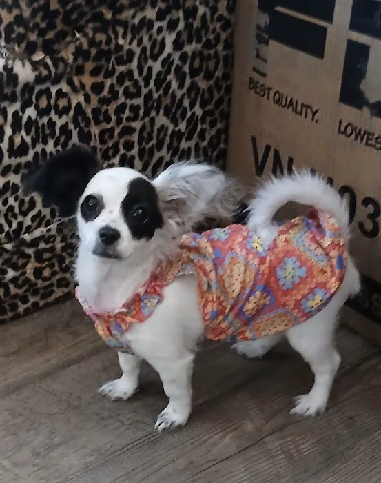VCA Bradshaw Animal Hospital Picture 9