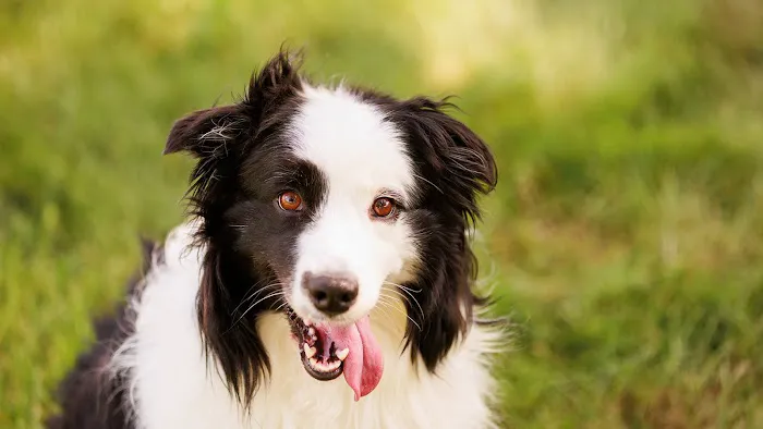 VCA Bradshaw Animal Hospital Picture 7