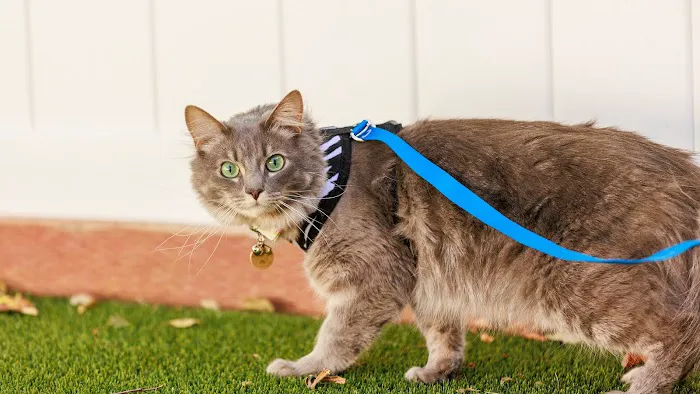 VCA Bradshaw Animal Hospital Picture 10