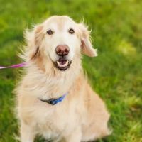 VCA Bradshaw Animal Hospital ico