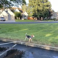 Grantline Veterinary Hospital ico