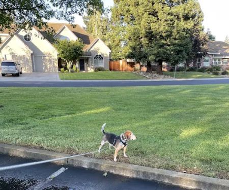 Grantline Veterinary Hospital
