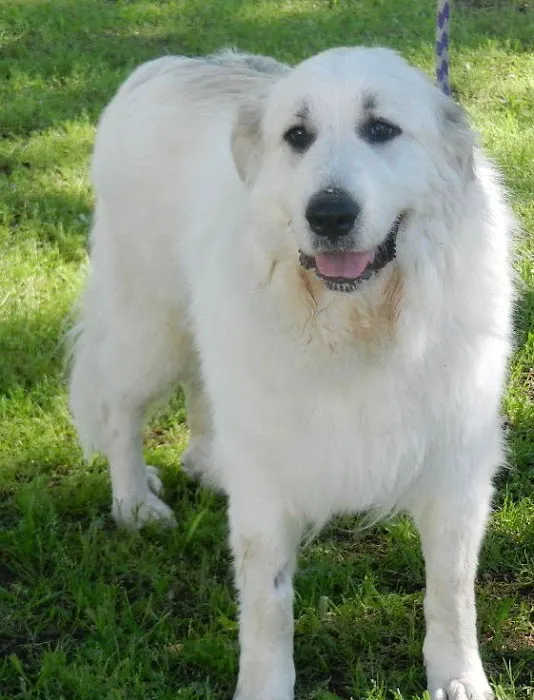 Old Towne Animal Hospital Picture 2