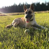 Old Towne Animal Hospital ico