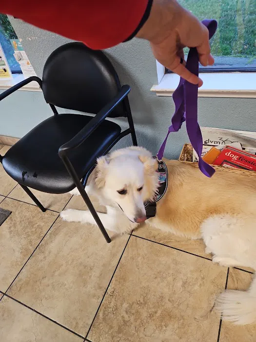 Old Towne Animal Hospital Picture 8