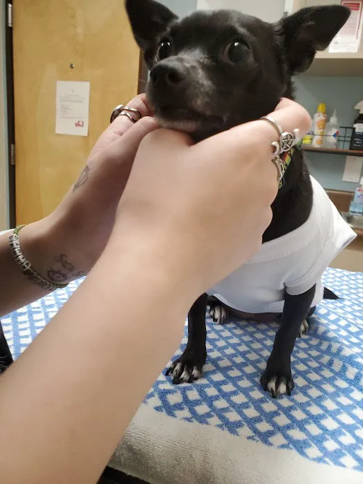 Old Towne Animal Hospital Picture 6