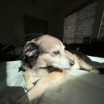 Old Towne Animal Hospital: Phillips Lindsay DVM