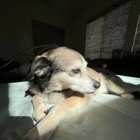 Old Towne Animal Hospital: Phillips Lindsay DVM ico