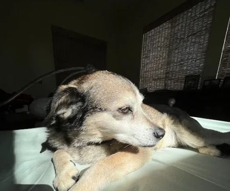 Old Towne Animal Hospital: Phillips Lindsay DVM