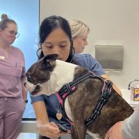 Fair Oaks Pet Hospital ico