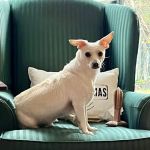 VIP Petcare Vaccination Clinic