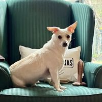 VIP Petcare Vaccination Clinic ico