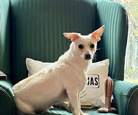 VIP Petcare Vaccination Clinic