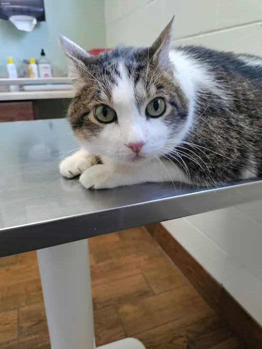 Citrus Heights Pet Hospital Picture 1