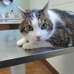 Citrus Heights Pet Hospital