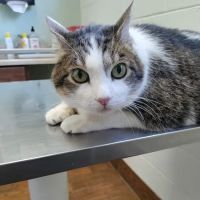 Citrus Heights Pet Hospital ico