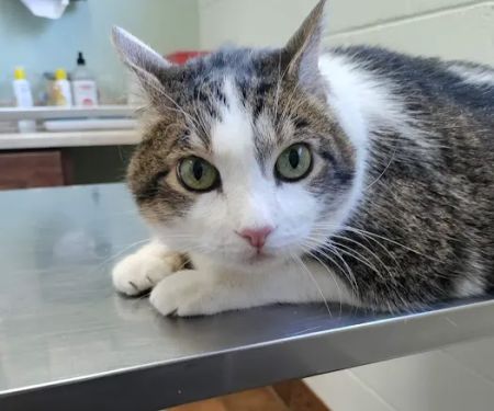 Citrus Heights Pet Hospital