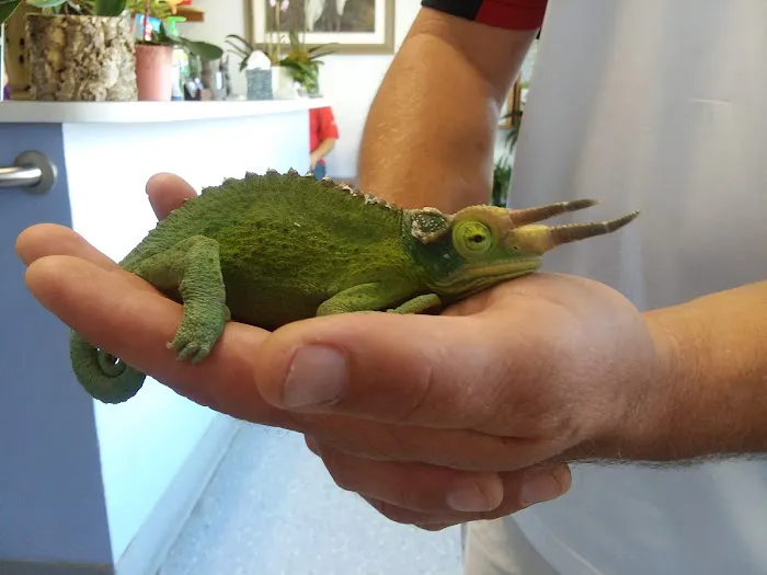 Madison Avenue Veterinary Clinic Picture 7