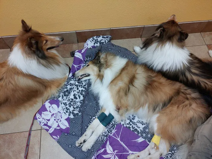 Banfield Pet Hospital Picture 5