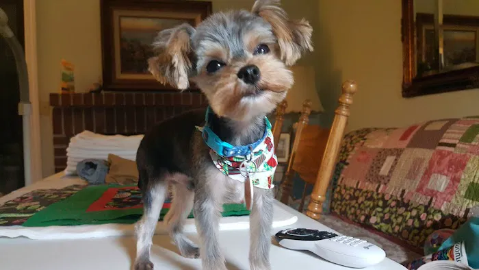 Banfield Pet Hospital Picture 8