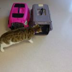 VCA Greenback Animal Hospital