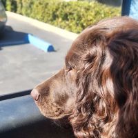 Gold River Pet Hospital ico