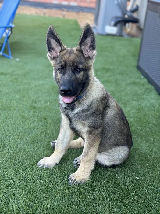 Gold River Pet Hospital Picture 9