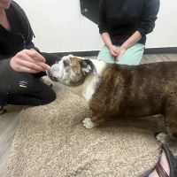 Heartfelt Animal Care ico