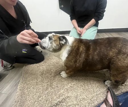 Heartfelt Animal Care