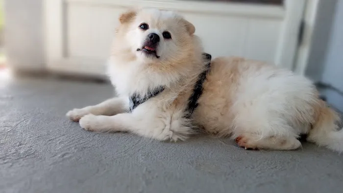 Heartfelt Animal Care Picture 2