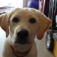 Sunrise Boulevard Animal Hospital: Rosich Tami DVM ico