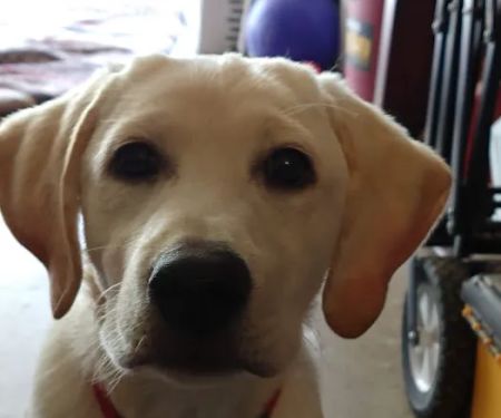 Sunrise Boulevard Animal Hospital: Rosich Tami DVM